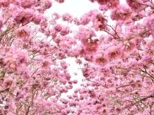 南沙马克村：花海引人海，流量化“留量”｜广州百村观察