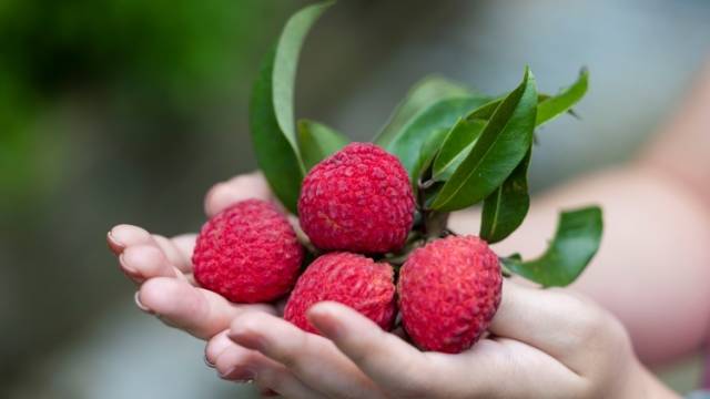 给“荔”广东，甜蜜全球