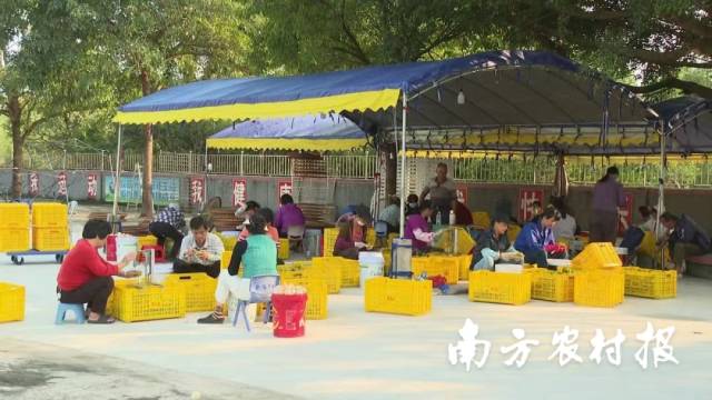 恩平市沙湖镇上凯村村民在家门口就业从事剥柑皮劳作 恩平市沙湖镇上凯村村民在家门口就业从事剥柑皮劳作