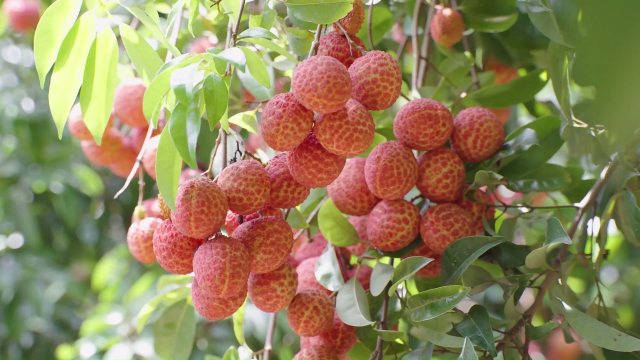 6月下旬集中上市！今年雷岭荔枝“质优包甜”