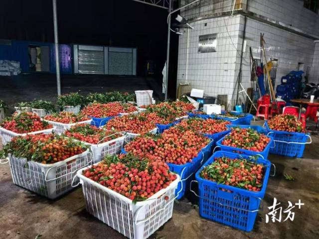 准备装车的新鲜荔枝。