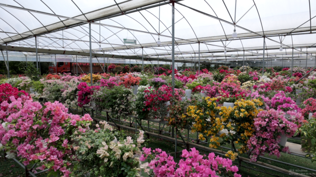 中山横栏花木大棚 中山横栏花木大棚