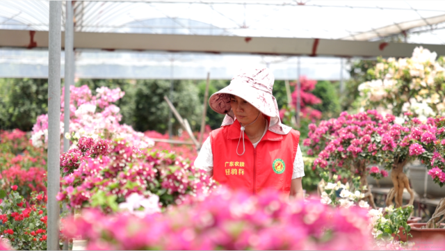 横栏驿站既是农技员们的“数字作战室”,也是“探花姐姐”直播团队的孵化基地。 横栏驿站既是农技员们的“数字作战室”,也是“探花姐姐”直播团队的孵化基地。