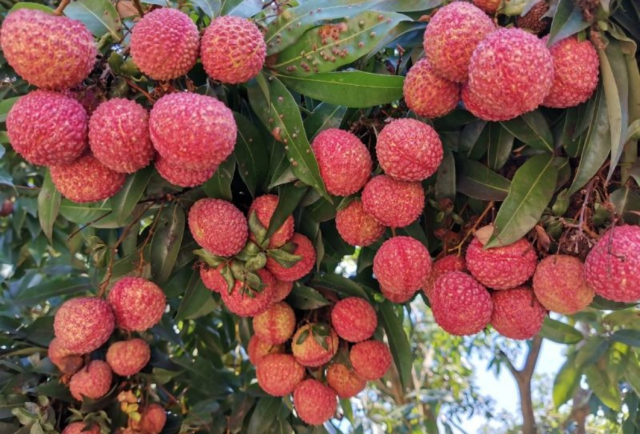 欽州荔枝紅滿枝頭,。