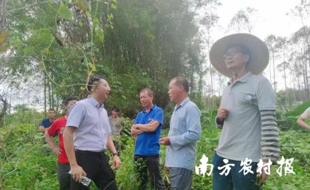 陈伟华协调推动茶枝柑在山地种植 陈伟华协调推动茶枝柑在山地种植