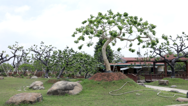 中山横栏花木场一角 中山横栏花木场一角