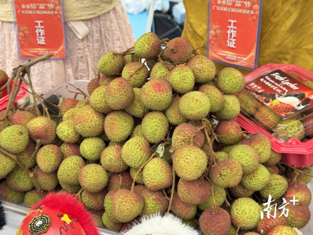 汕尾荔枝惊艳亮相广东荔枝全天下品鲜嘉光阴