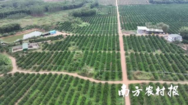 江门恩平市上凯岗村茶枝柑种植基地 江门恩平市上凯岗村茶枝柑种植基地
