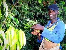 “非荔”魔术：携带广东基因的独特风味，如何跨越山海写奇缘