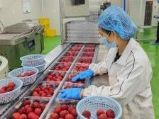 荔枝如何“卖全球”？广东向农户开放共享冻眠锁鲜技术