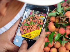 真给“荔”！数字货运助力广东荔枝从“枝头鲜”变“全国甜”