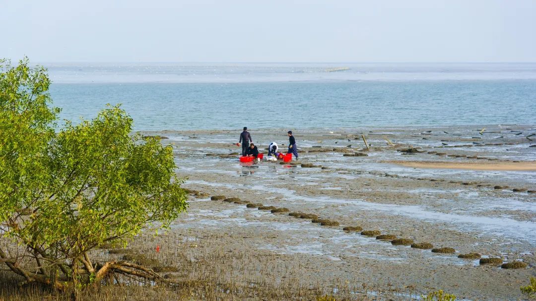 湛江市红树林种植-水产养殖生态耦合保护修复案例(图:湛江发布) 湛江市红树林种植-水产养殖生态耦合保护修复案例(图:湛江发布)