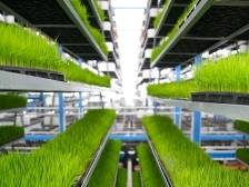 百千万·数读江门｜百万元村占六成，农业大市如何“接二连三”