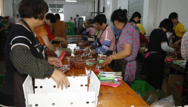 繁忙的荔枝季已经开始，工人们每天将新摘的荔枝进行包装。  受访者供图