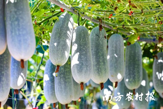 这个行业公共效率平台，赋能东莞家具业减速破圈-