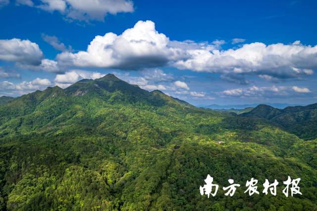 广东车八岭国家级自然保护区