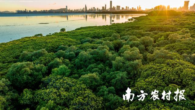 广东内伶仃福田国家级自然保护区