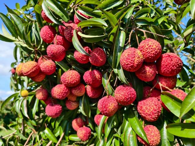 阳西县百荔园内培育的巨美人荔枝。  受访者供图