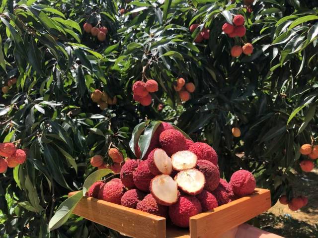 阳江海陵岛孖宝无核荔枝。  受访者供图