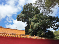 茂名滨海新区：让百年绿脉成为“百千万工程”生态引擎