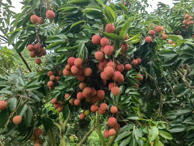 桂味荔枝,。