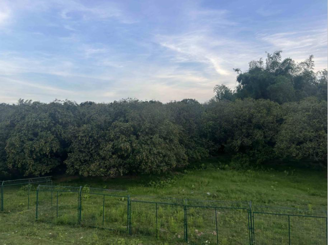 電影《長安的荔枝》取景地,，陽春崗美鎮(zhèn)荔朗古荔林。