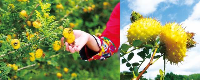 贵州刺梨。 贵州刺梨。