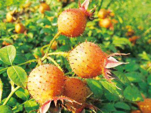 贵州金刺梨。 贵州金刺梨。