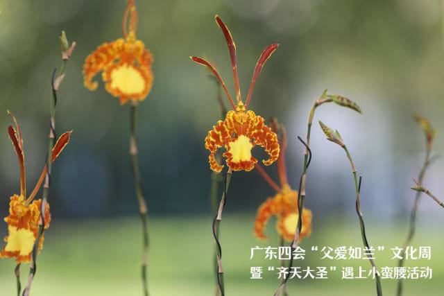 父亲节专属之花——“齐天大圣”。