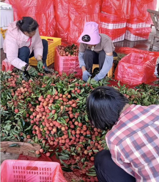 陽春市農源種養(yǎng)專業(yè)合作社的荔農們正在打包新鮮荔枝,。