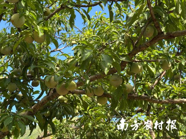三華李掛滿枝頭,。  