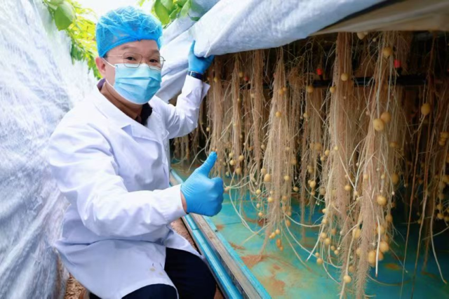 广东省马铃薯南繁育种基地雾化栽培棚内培育的微型薯。