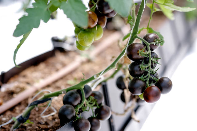 丰台春季蔬菜品种展示活动现场展示的优新蔬菜品种