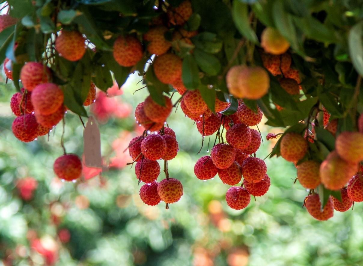 夏天的夏天仪式感，从吃上一颗荔枝开始。顶流