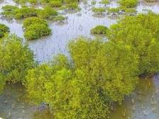 全域增绿 生态添彩｜速览《南方日报·徐闻视窗》38期