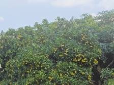 “影荔”联动 兴农促旅 | 一文速览《南方日报·阳春视窗》52期