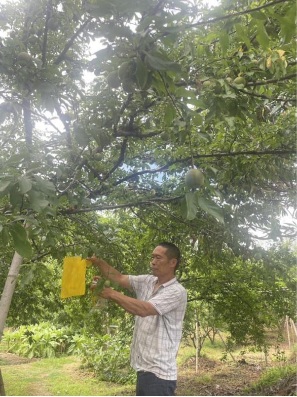 村民用粘蟲板防治蟲害 