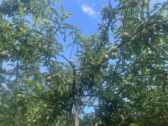 翁源三華李已上市