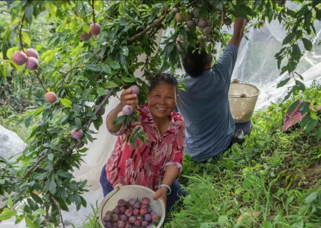 黎庆钊夫妇二人在采摘麒麟李。肇庆市融媒体中心记者 杨乐祺 摄