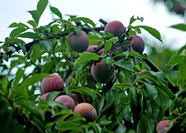 肇庆麒麟李。伍世泉摄