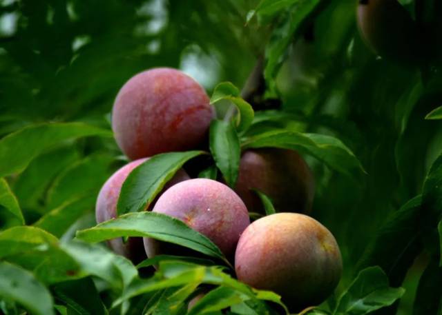 肇庆麒麟李。伍世泉摄