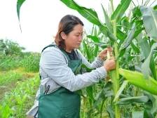 梅州丰顺产业村长徐美霞： 以“新农人”思维挑起乡村振兴“金扁担”