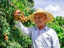 32年前他意外发现的“唐夏红”，如今长成了东莞荔枝名品