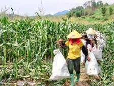 “玉”见夏日好“丰”景！浈江这个蔬菜基地年产量达3600吨