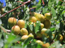 6月16日，疏附县邀您共赴“杏”福之约！