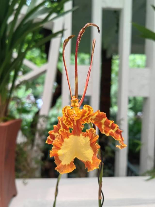 父亲节专属之花“齐天大圣”。 父亲节专属之花“齐天大圣”。