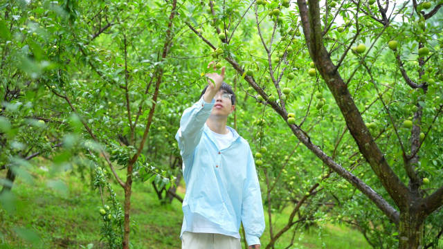 李中“茅台”来了!镇宁蜂糖李将于6月20日前后上市