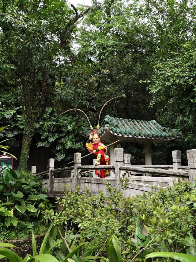 在广州兰圃,邂逅威风凛凛的齐天大圣。 在广州兰圃,邂逅威风凛凛的齐天大圣。