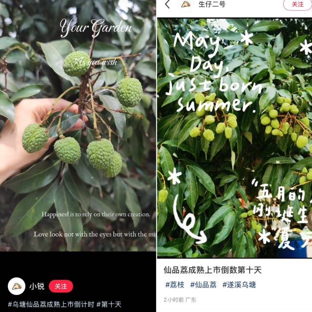 新农人们刷屏，仙品荔爆火