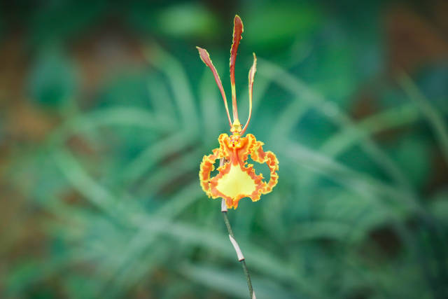 深读丨为什么连续四年我们都在讲“父爱如兰”的故事